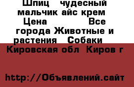 Шпиц - чудесный мальчик айс-крем › Цена ­ 20 000 - Все города Животные и растения » Собаки   . Кировская обл.,Киров г.